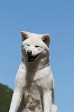AKITA INU 493